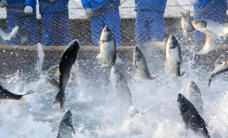 1764658410432454.png 1. Aquaculture and Water Treatment.png